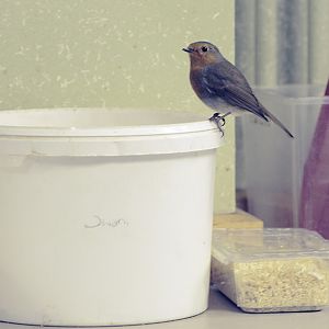 A freeloader in the Ape Kitchen