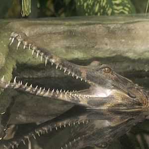 False gharial
