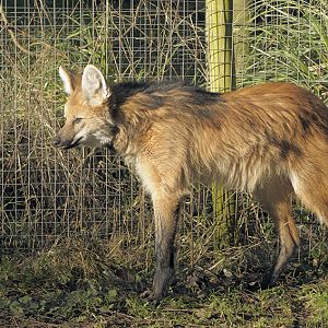 Maned wolf