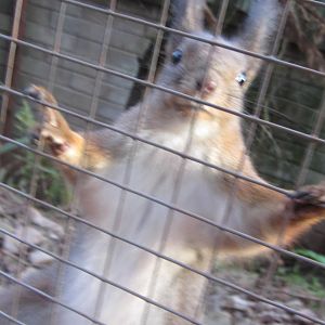 European Red Squirrel
