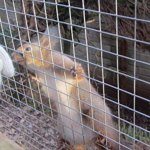 European Red Squirrel