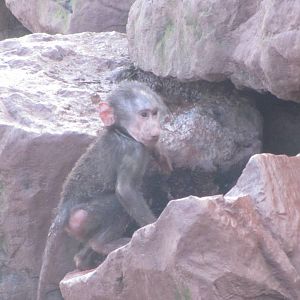 Baby Baboon