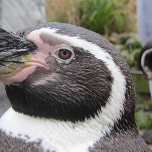 Humbolt Penguin