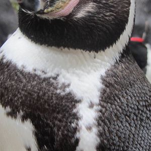 Humbolt Penguin
