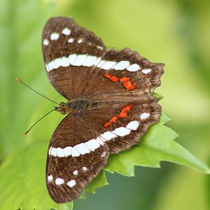 Anartia fatima