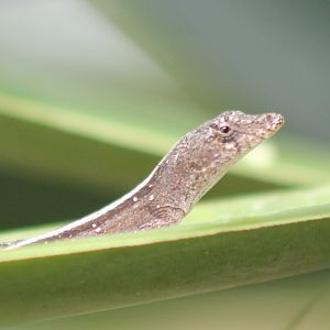 Anolis ID
