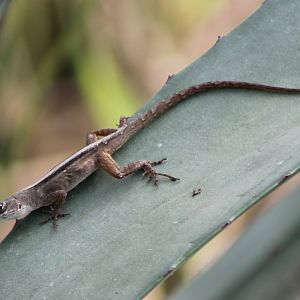Anolis tropidonotus
