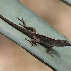 Anolis ID