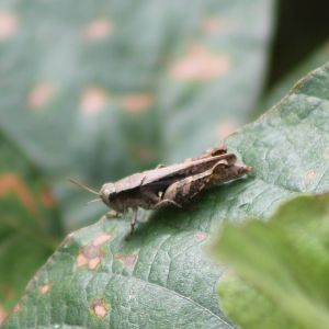 Grasshopper ID