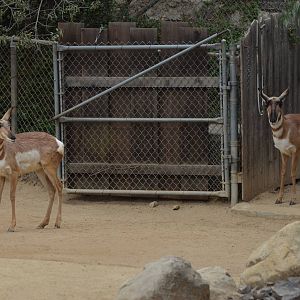Peninsular Pronghorns