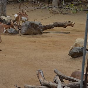 Peninsular Pronghorns