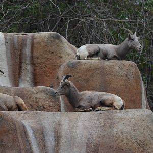 Bighorn Sheep