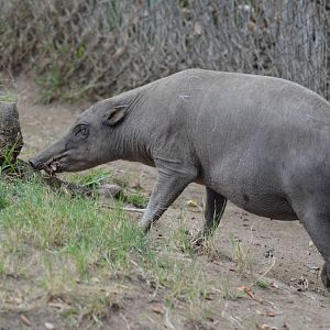 Babirusa