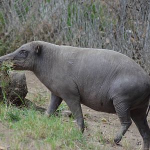 Babirusa