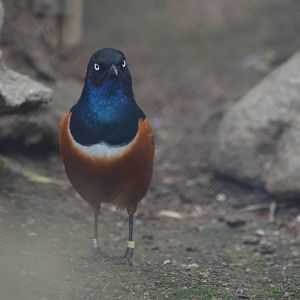 Superb Starling