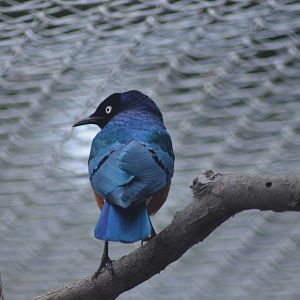 Superb Starling