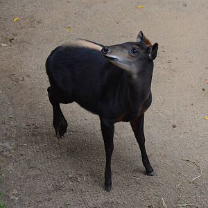 Yellow-backed Duiker