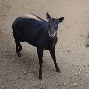 Yellow-backed Duiker