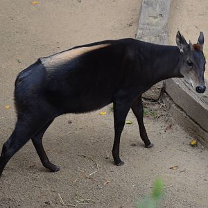 Yellow-backed Duiker