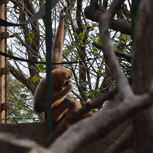 Buff-cheeked Gibbon