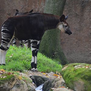 Okapi