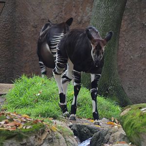 Okapi