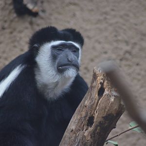 Kikuyu Colobus Monkey