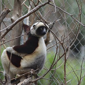 Coquerels Sifaka