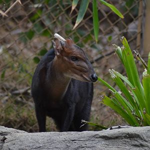 Black Duiker