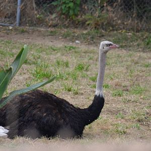 Ostrich