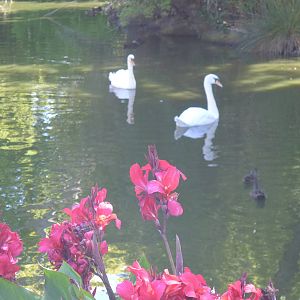 Mute Swans with Canna Lillys