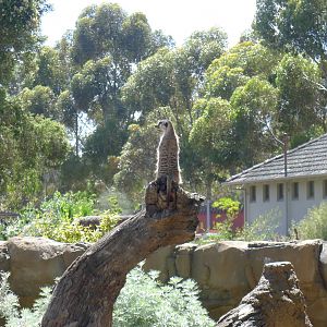 The new Growing Wild precinct