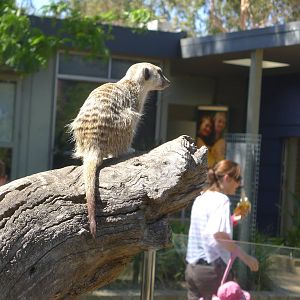 The new Growing Wild precinct