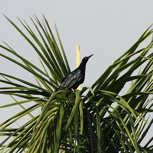 Great-tailed grackle