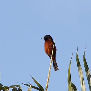 Orchard oriole
