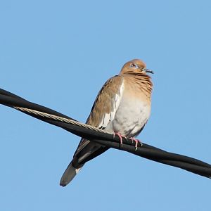 White-winged dove