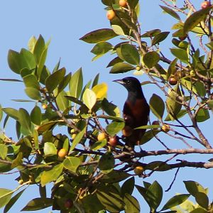 Orchard oriole
