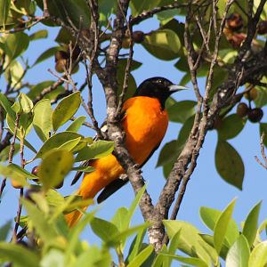 Baltimore oriole