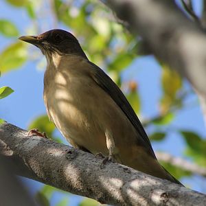 Thrush ID