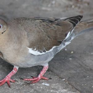 White-winged dove