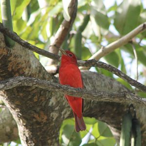 Summer tanager