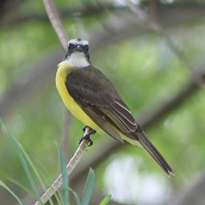 Great kiskadee