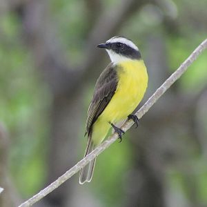 Social flycatcher