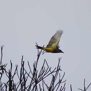 Kingbird ID