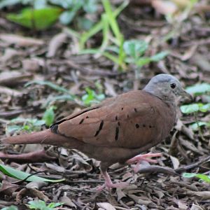 Ruddy ground dove