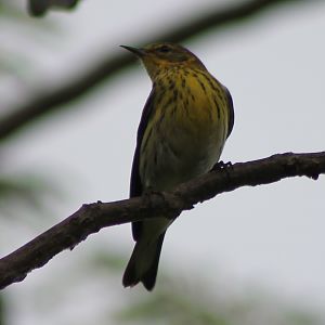 Palm warbler
