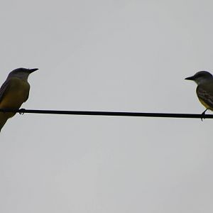Kingbirds ID