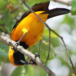 Oriole ID
