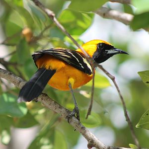 Hooded oriole