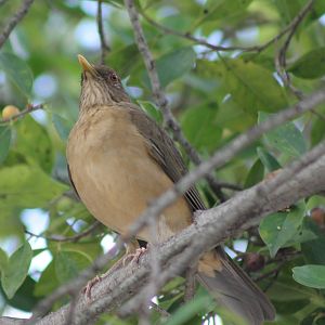 Thrush ID